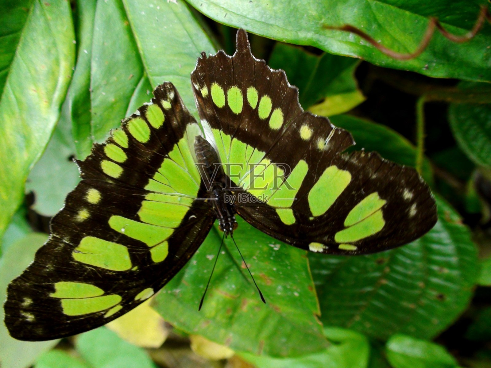 蝴蝶昆虫- siproeta石英石-孔雀石照片摄影图片