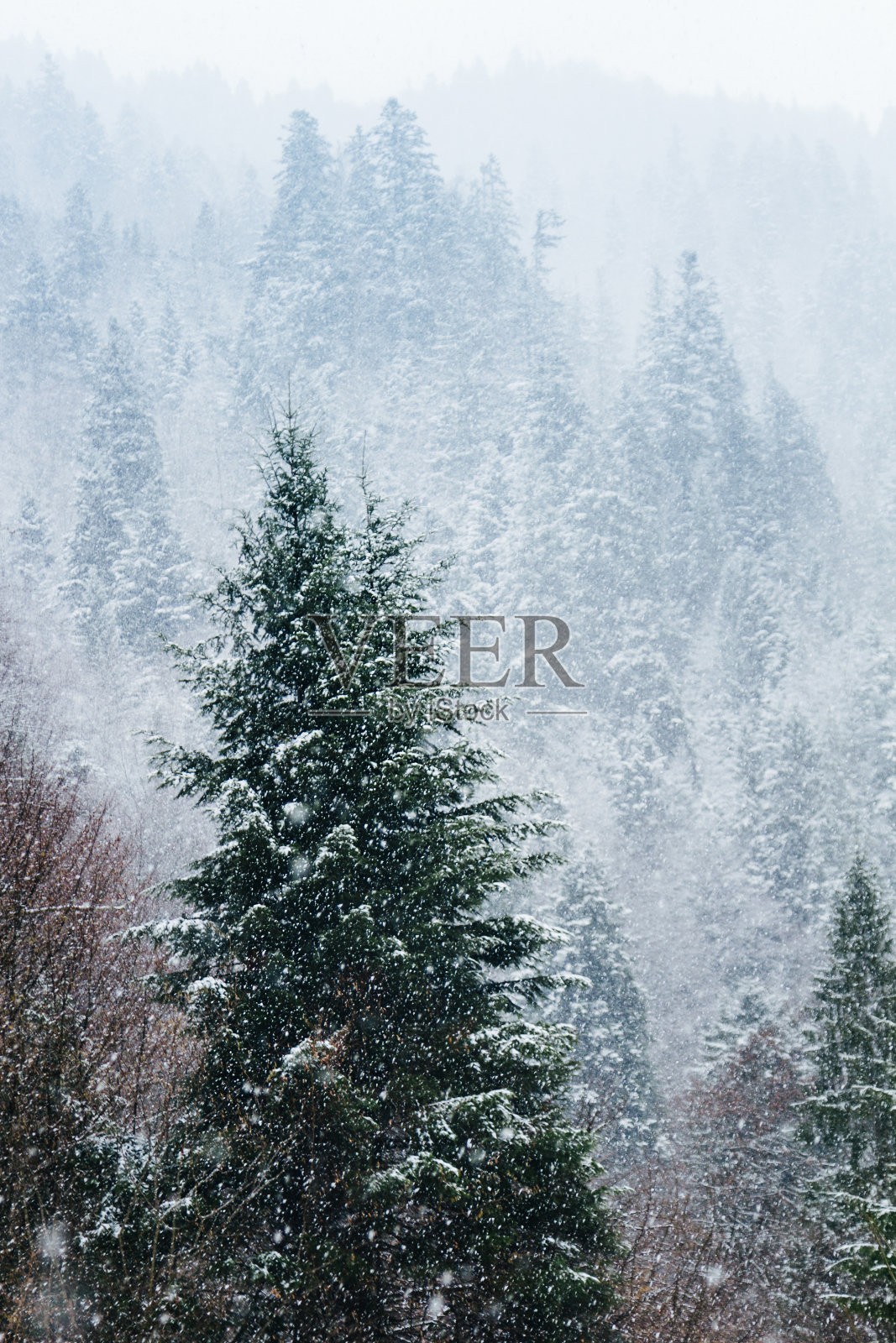 冬天的风景。冬天的降雪在山上的森林里。山上高大的云杉和飘落的雪花。模糊和选择焦点背景。照片摄影图片