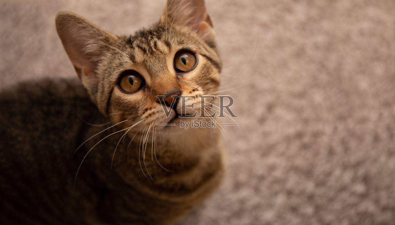 一张猫斑猫抬头的散焦照片。照片摄影图片