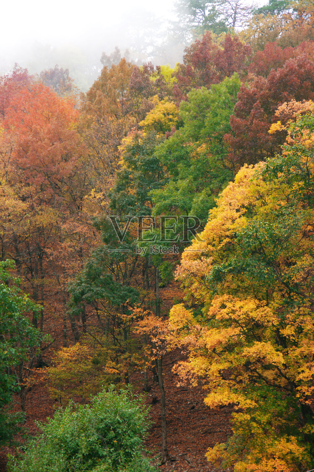 秋天的森林在雾中照片摄影图片