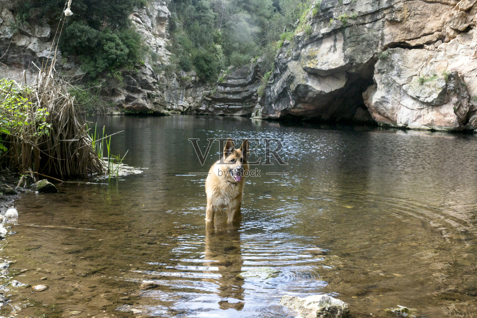 河里的比利时玛利诺犬照片摄影图片