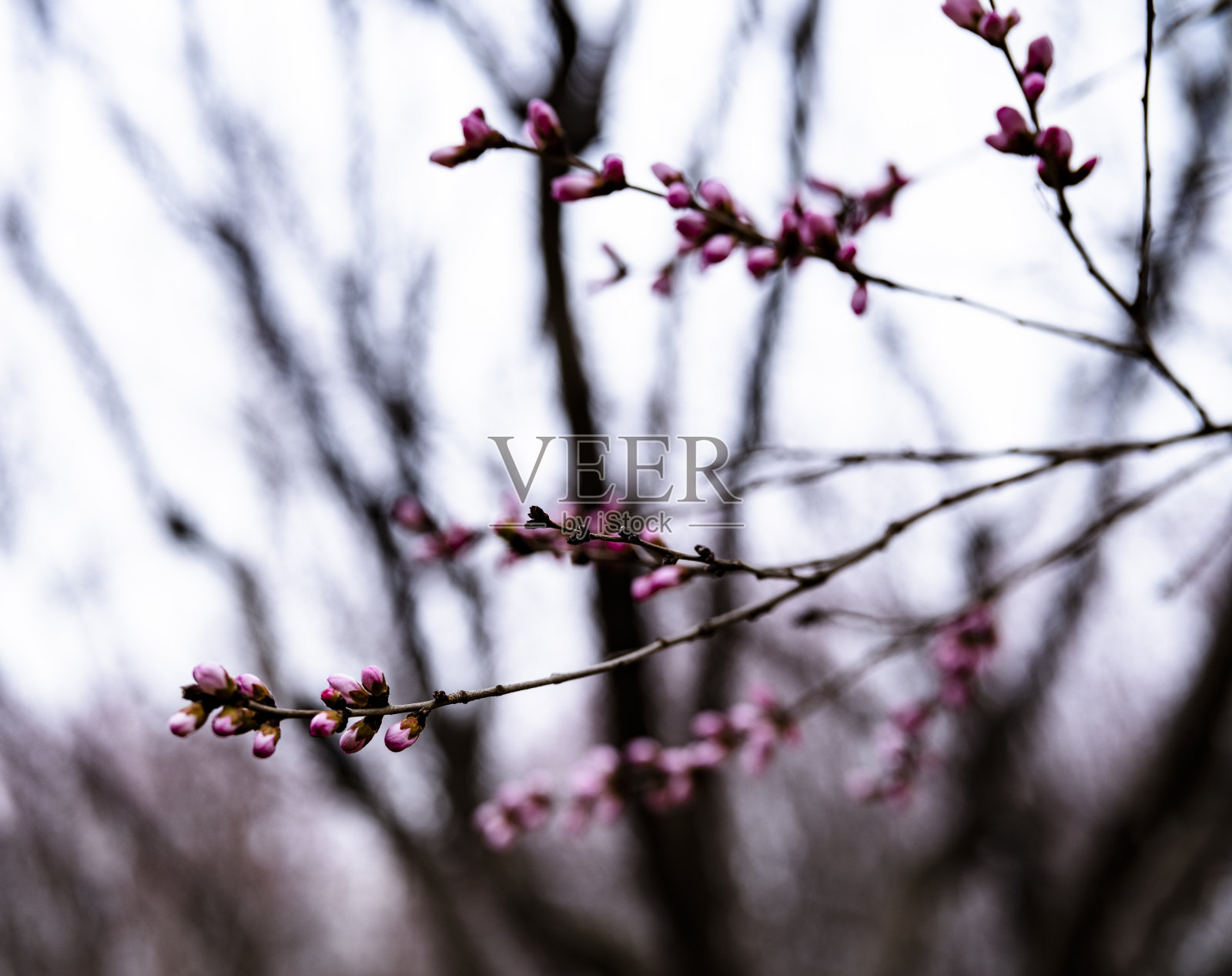 早春的桃花和花蕾照片摄影图片