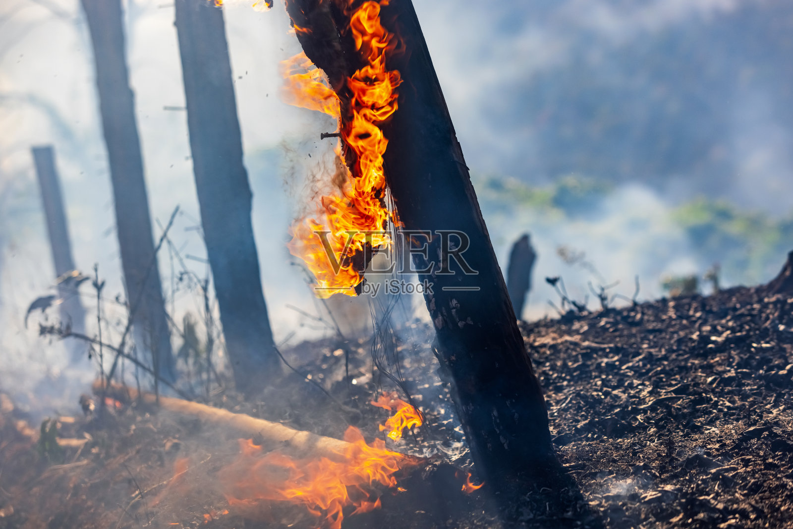 森林大火向果园蔓延照片摄影图片