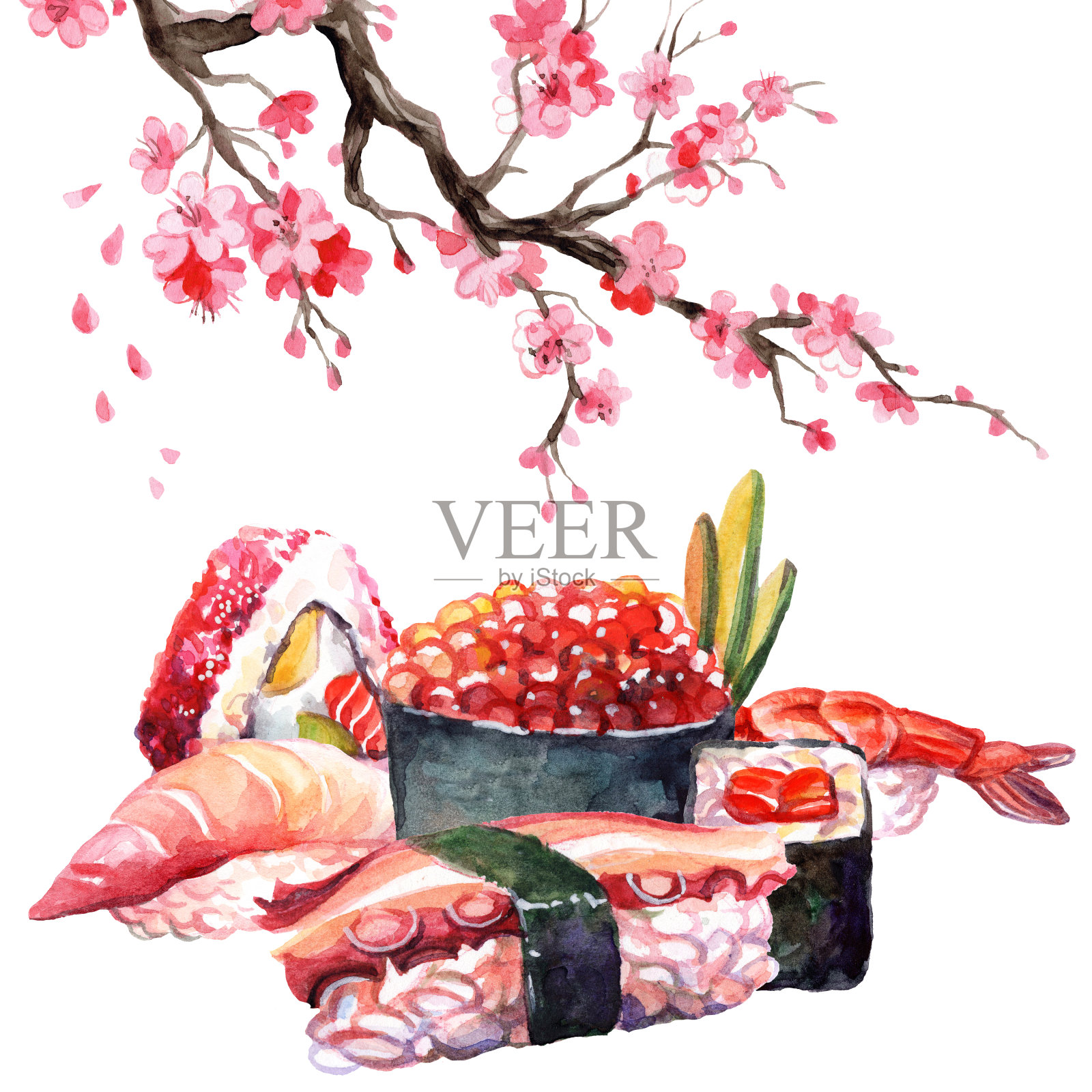 日本食物卷和寿司与樱花枝水彩画插画图片素材