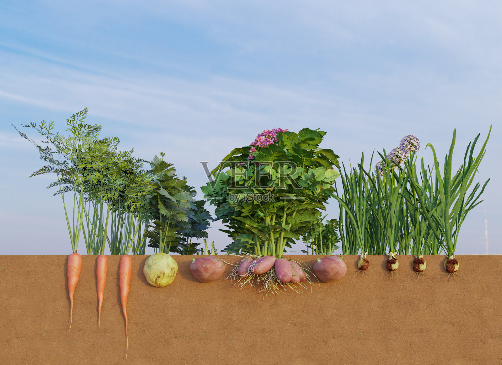 有机和蔬菜在土壤中种植的截面视图照片摄影图片