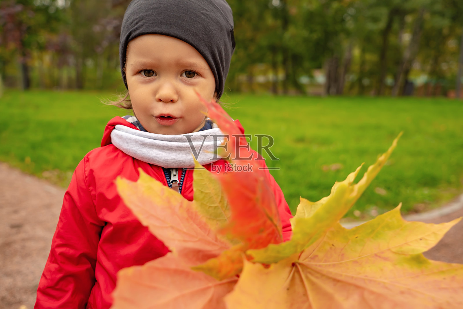 一个有着棕色眼睛和一束枫叶的小孩在户外。照片摄影图片