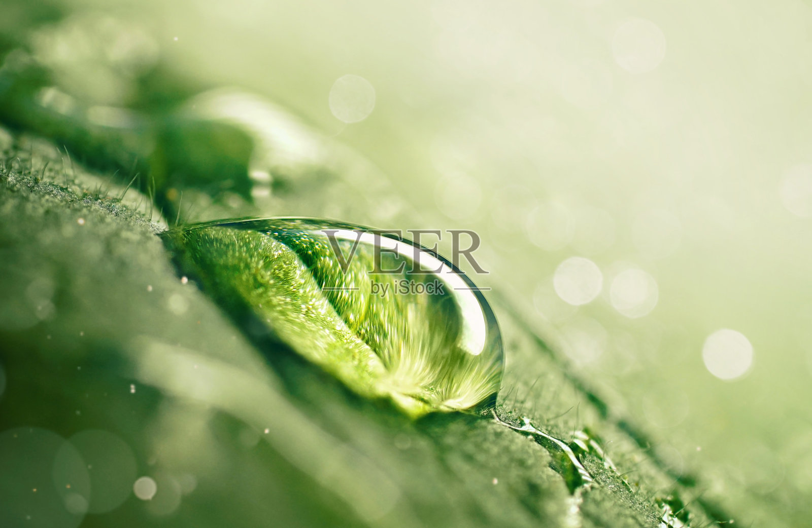 大而美丽的透明雨水滴在绿色的叶子上。照片摄影图片