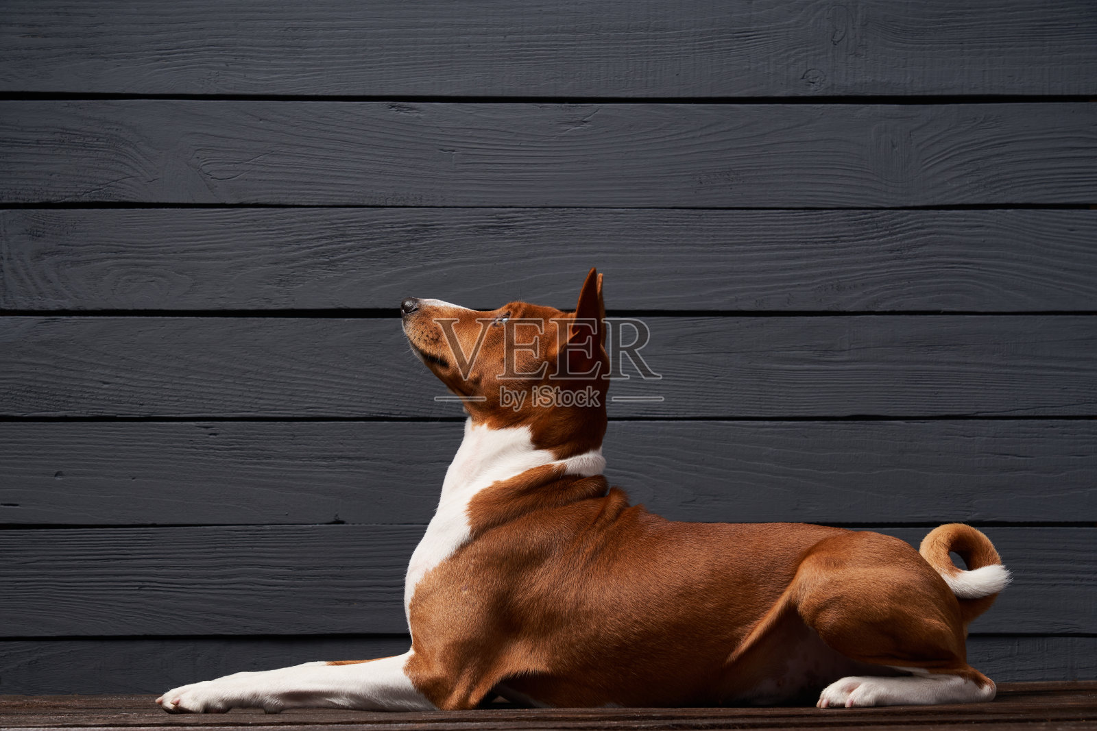 摄影棚拍摄的巴森基的狗躺着抬头看照片摄影图片