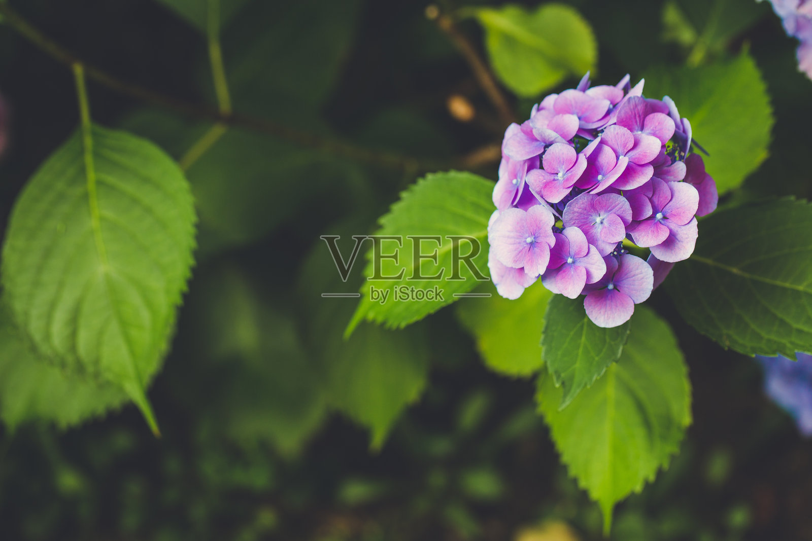 花园里盛开的紫色绣球花或hortensia照片摄影图片