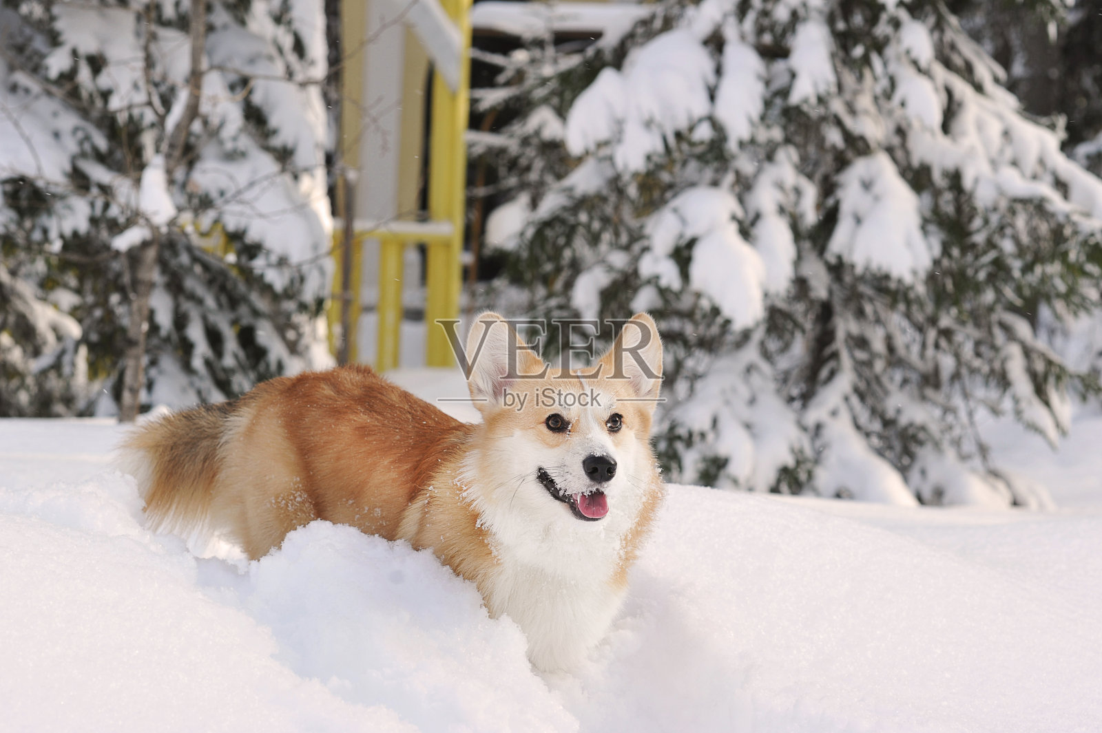 雪地里的彭布罗克威尔士柯基犬照片摄影图片