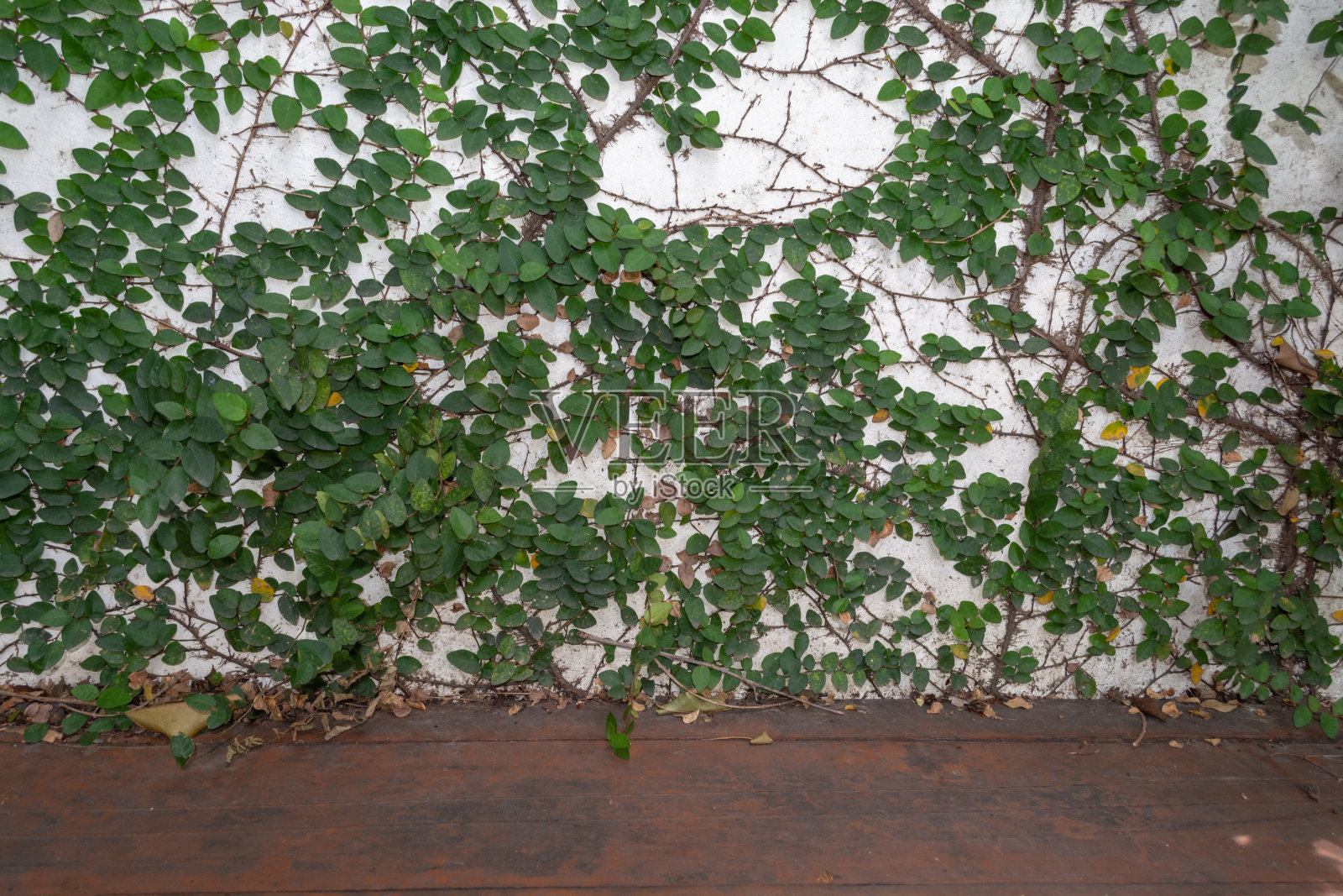 藤蔓枝与叶子在墙上的背景照片摄影图片