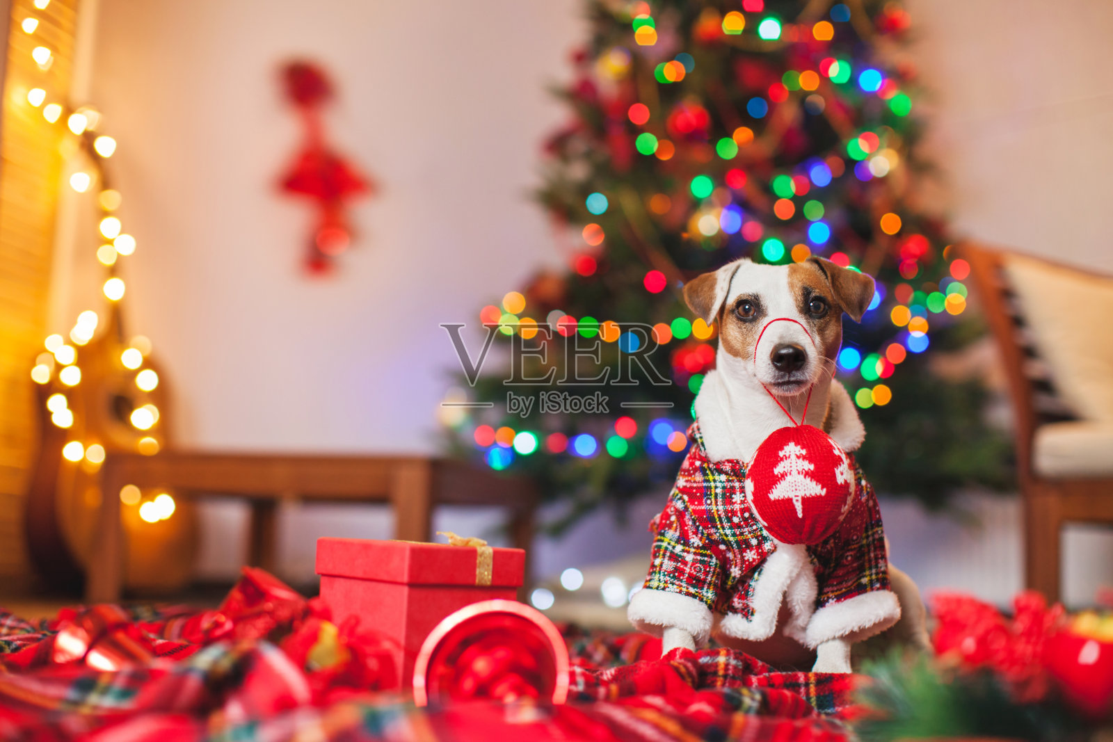 圣诞树下的狗照片摄影图片