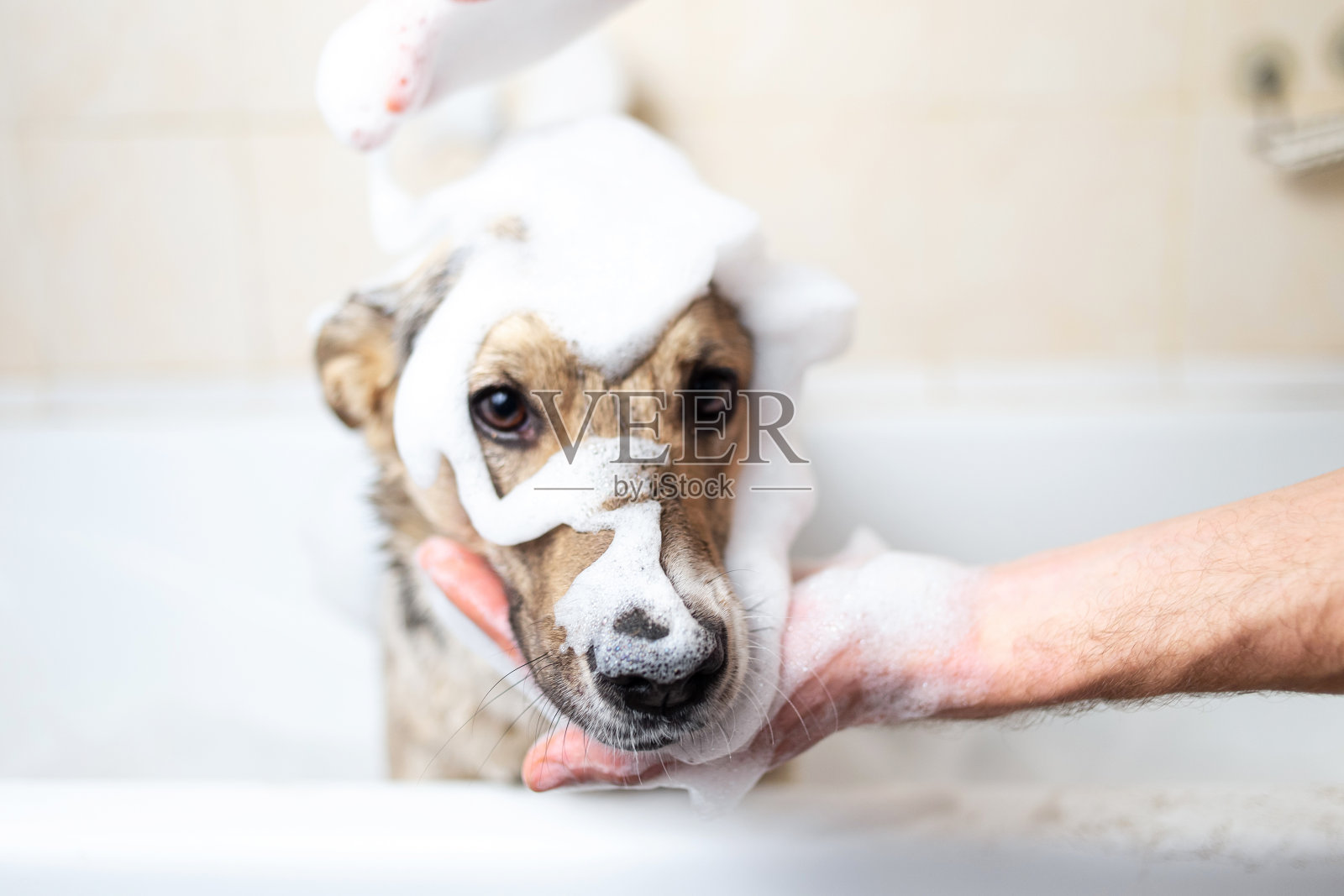 一只狗正在用肥皂和水洗澡照片摄影图片