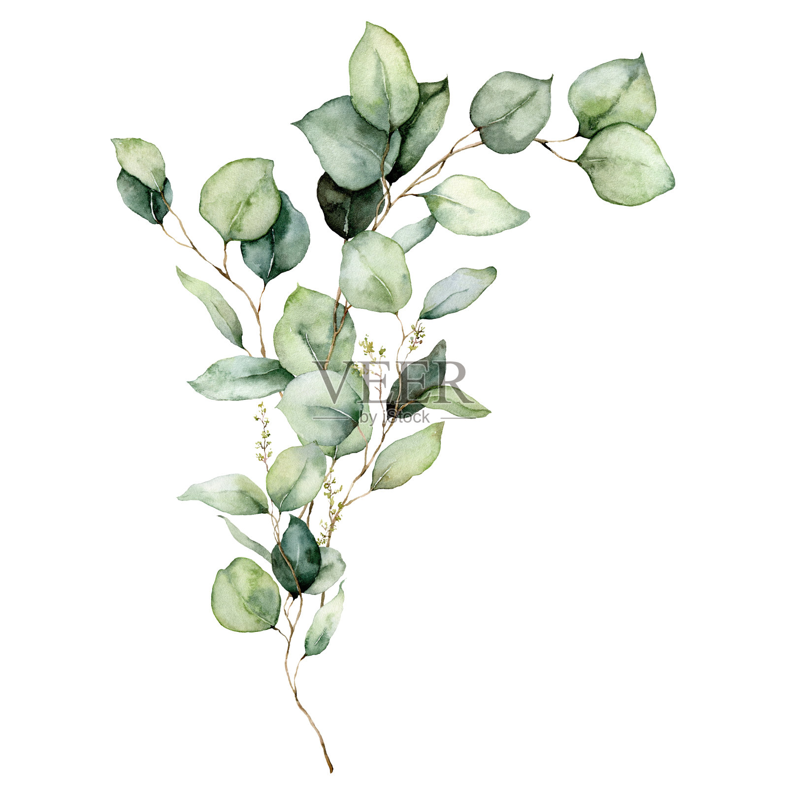 水彩画桉树叶，种子和树枝的花卡片。手绘银元桉树花束孤立在白色的背景。插图设计，印刷，织物或背景。插画图片素材