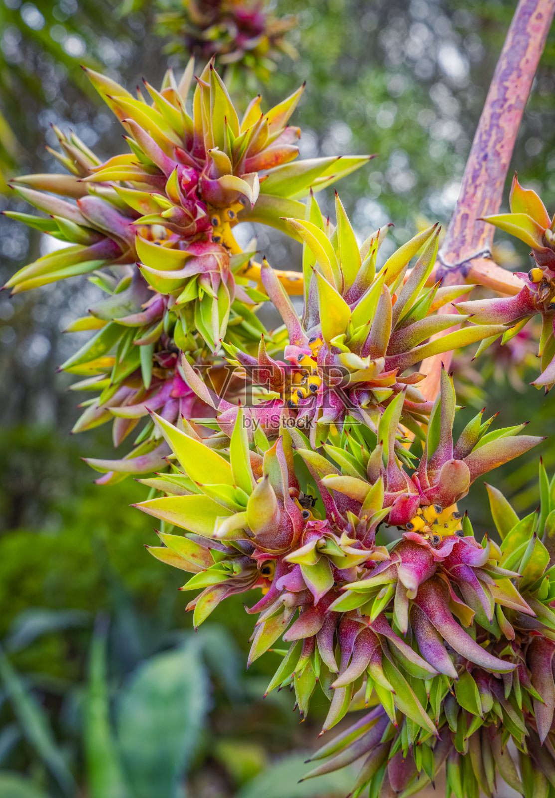 龙舌兰开花(世纪植物)，在花梗上形成球茎(分支，金德尔)照片摄影图片