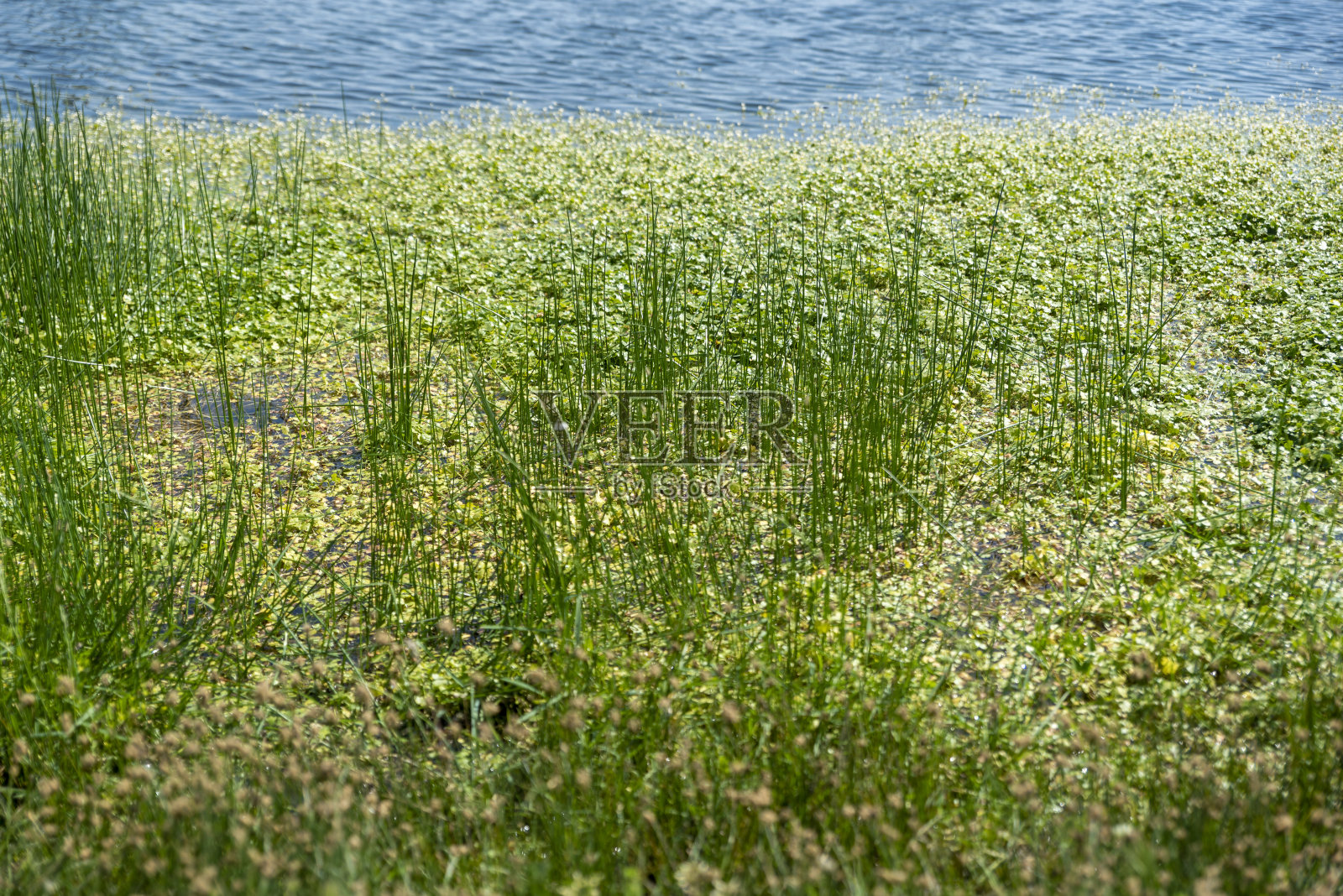 绿色植物在水坑中生长照片摄影图片