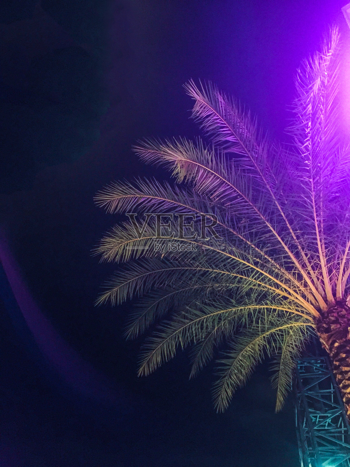 霓虹灯照亮下佛罗里达奥兰多的棕榈树照片摄影图片