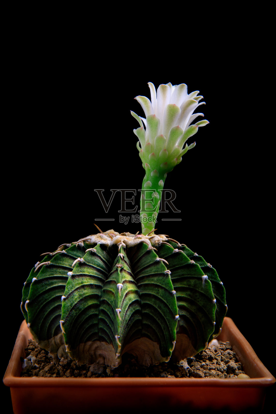 gymnocalcium mihanovichii lb2178仙人掌盆栽照片摄影图片