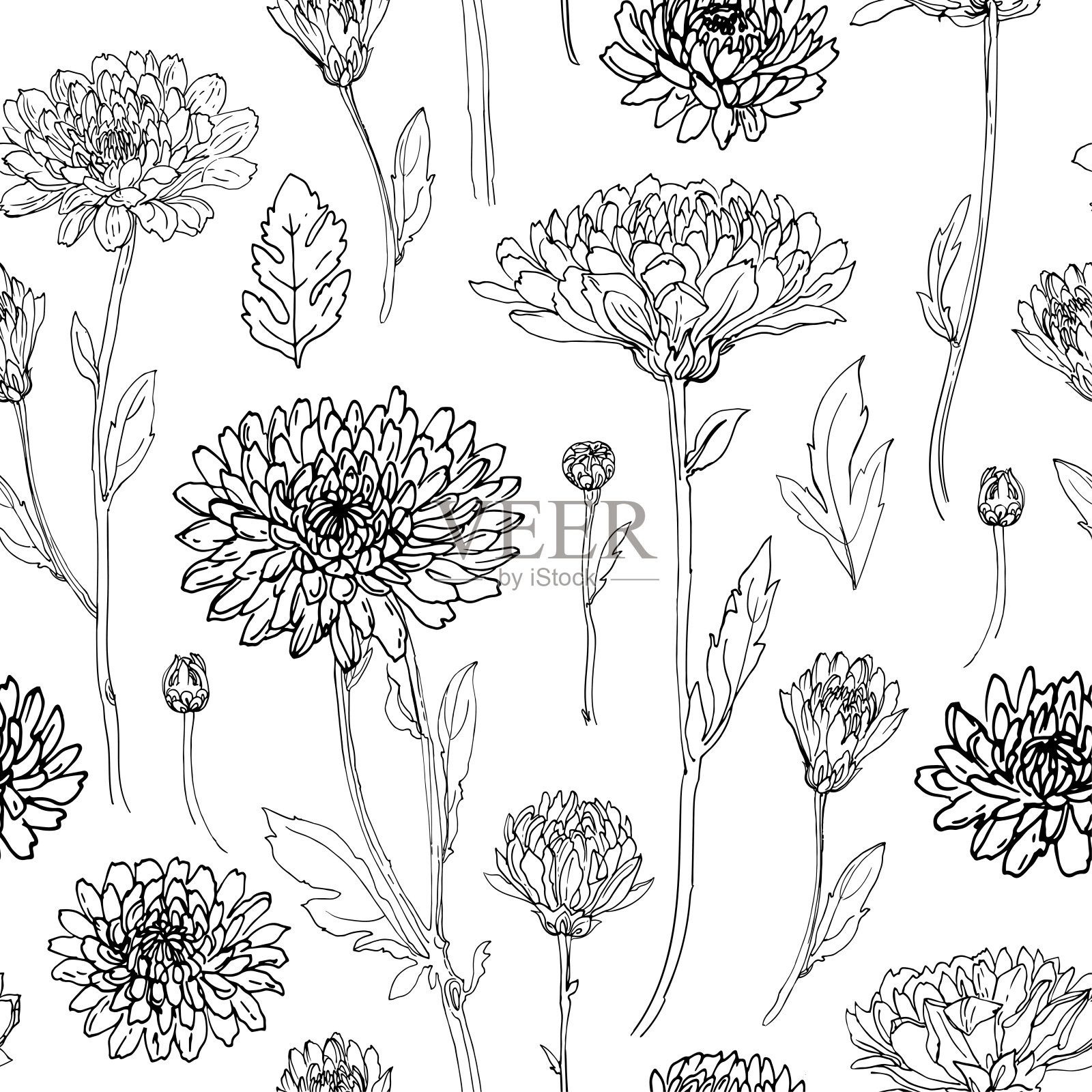 图案花矢量线绘图。白底黑线画的菊花。插画图片素材
