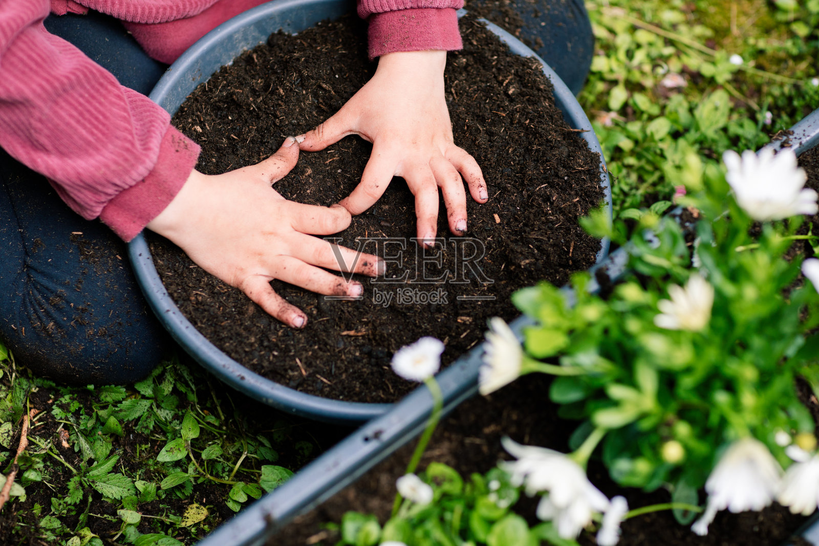 最喜欢的爱好，照顾植物，小女孩的手在一盆土前显示一个心形照片摄影图片