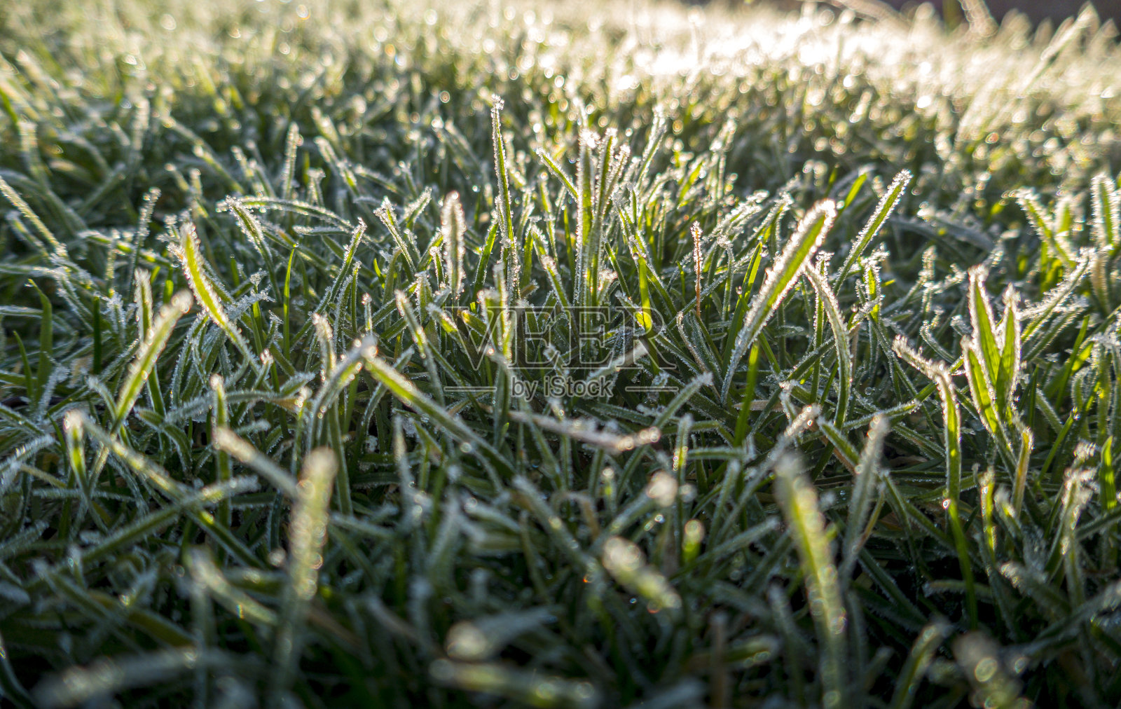 结霜的草坪，近距离的冰冻叶片的草在花园草坪上。照片摄影图片