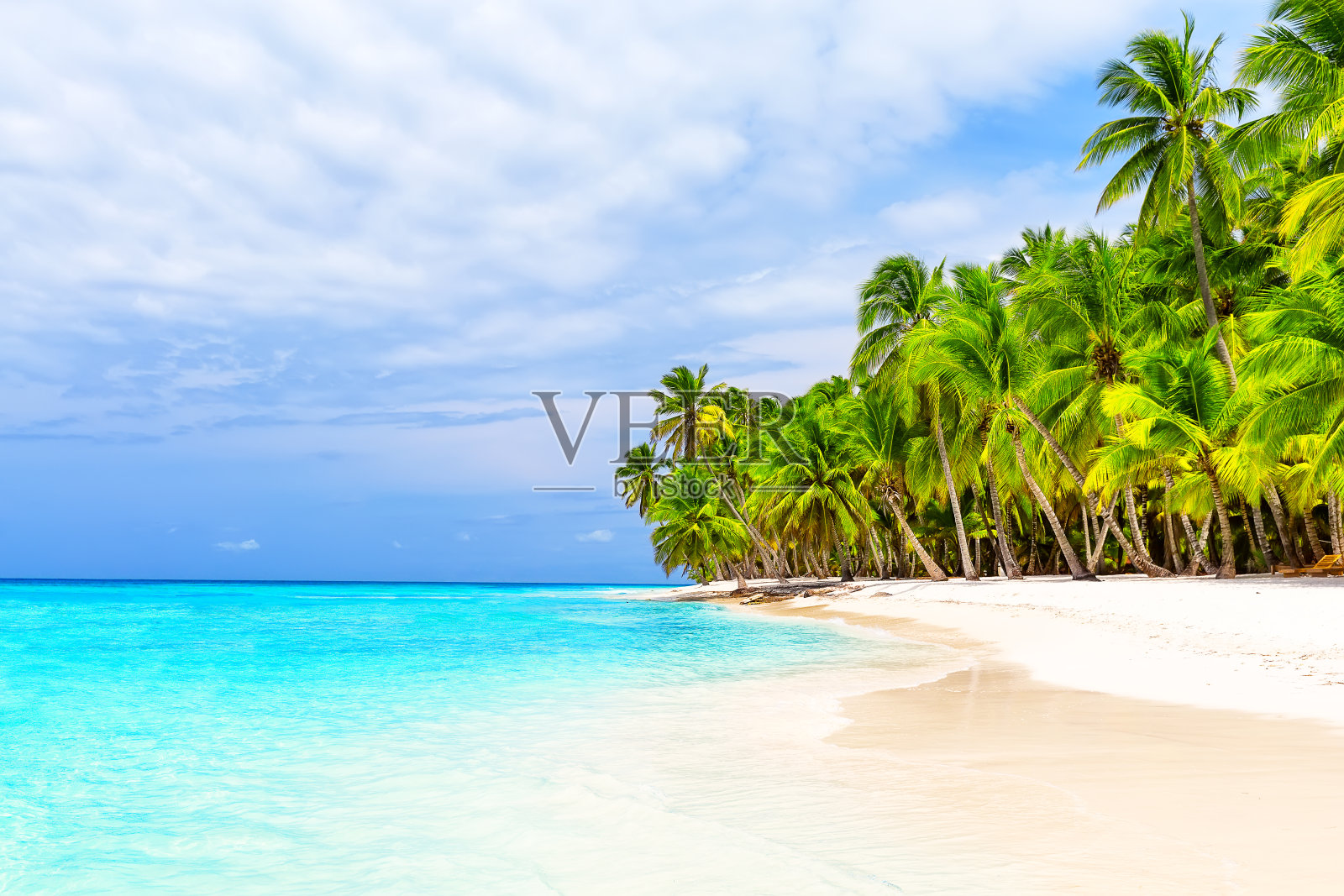多米尼加共和国Saona岛白色沙滩上的椰树。照片摄影图片