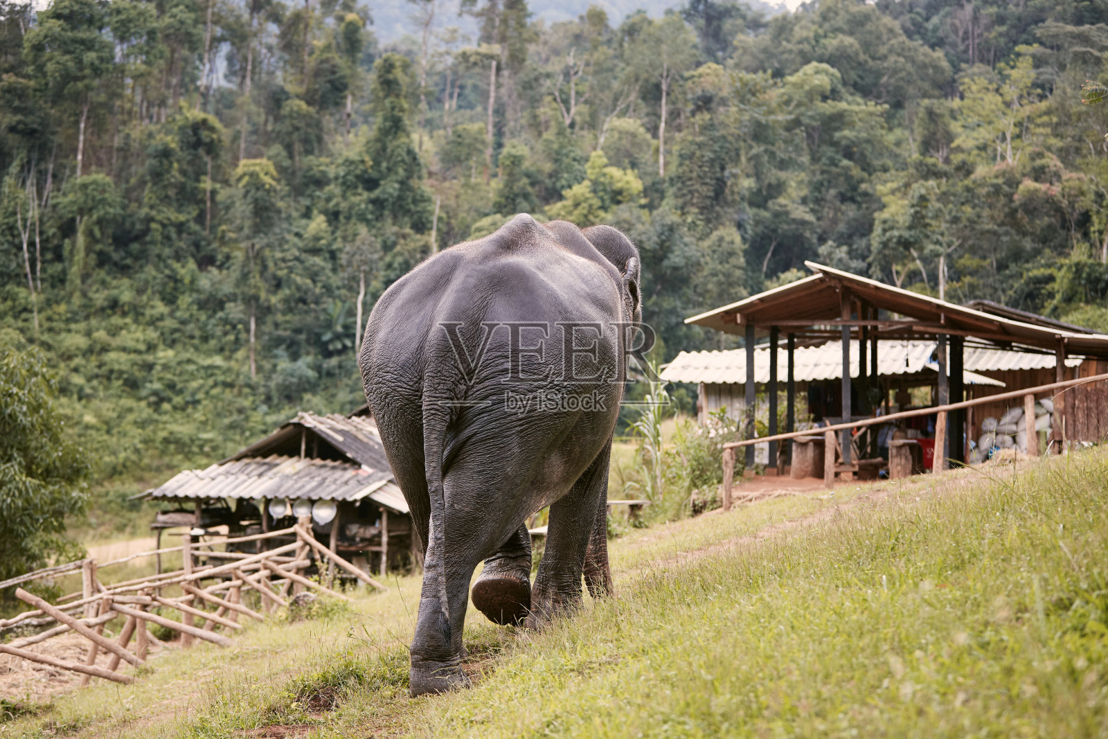 大象走在通往村庄的小路上，背对着雨林照片摄影图片