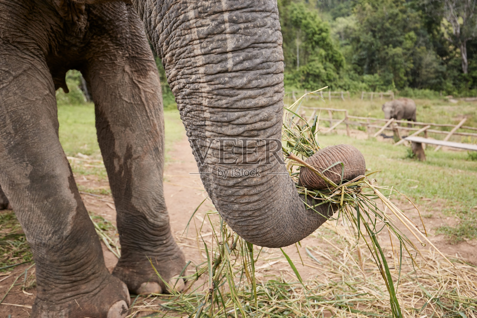 近距离观看大象的鼻子在吃照片摄影图片