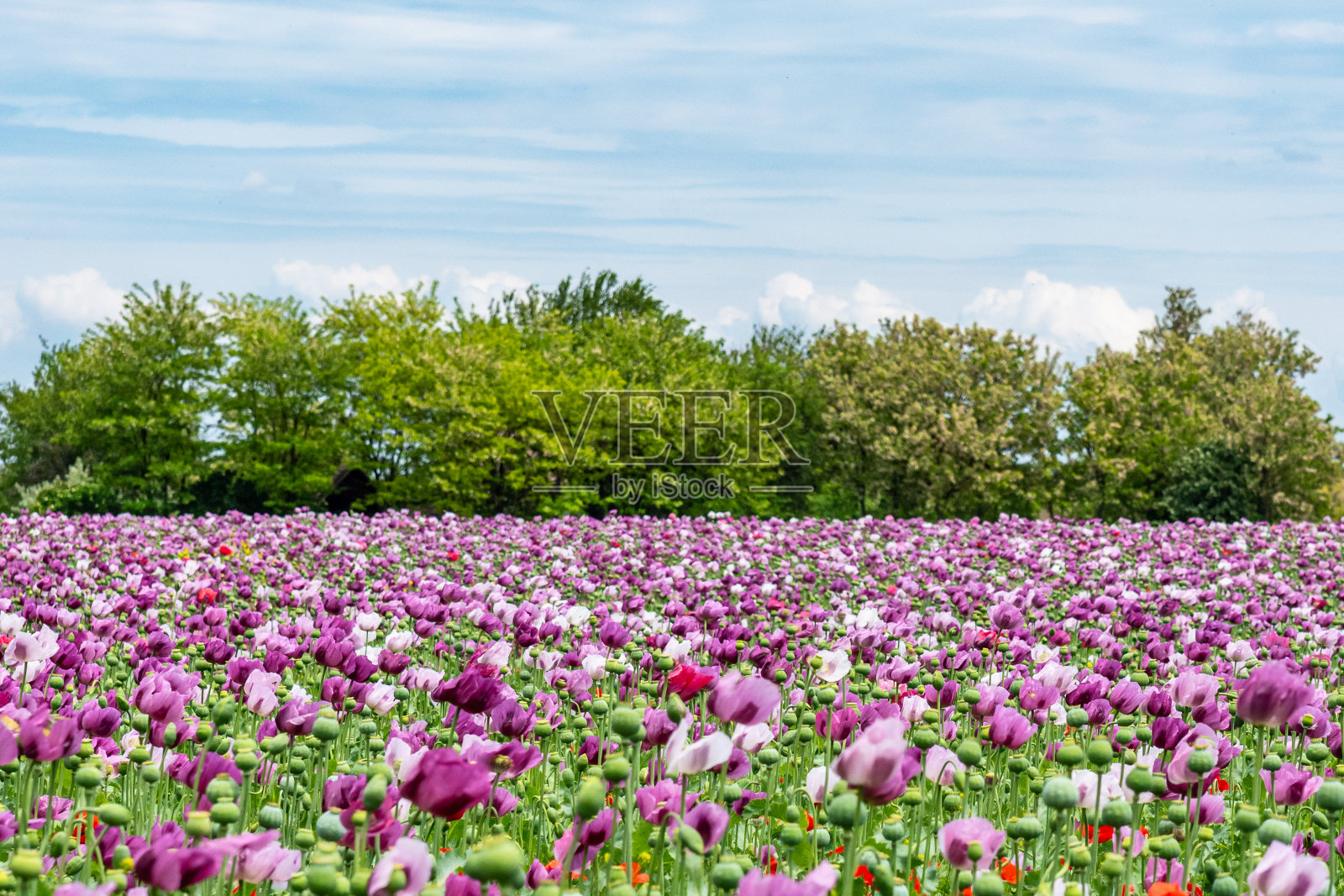 夏天的田野上开着鲜红和紫罗兰色的罂粟花。罂粟田照片摄影图片