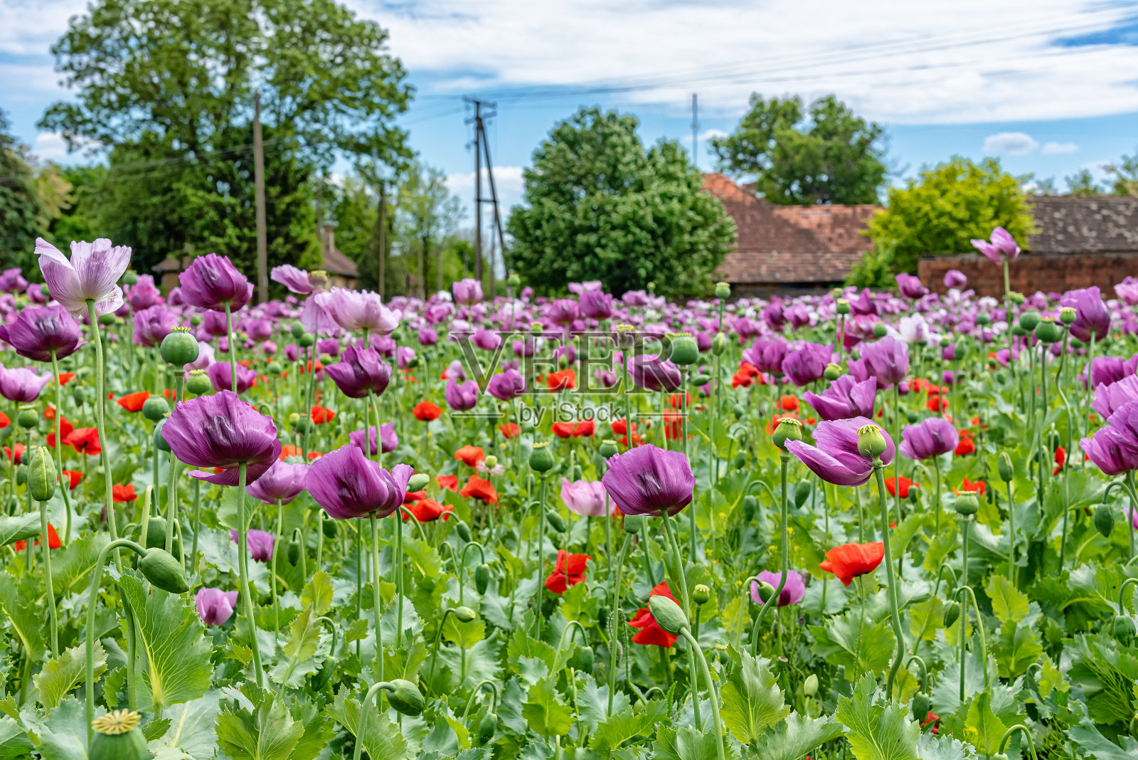 夏天的田野上开着鲜红和紫罗兰色的罂粟花。罂粟田照片摄影图片