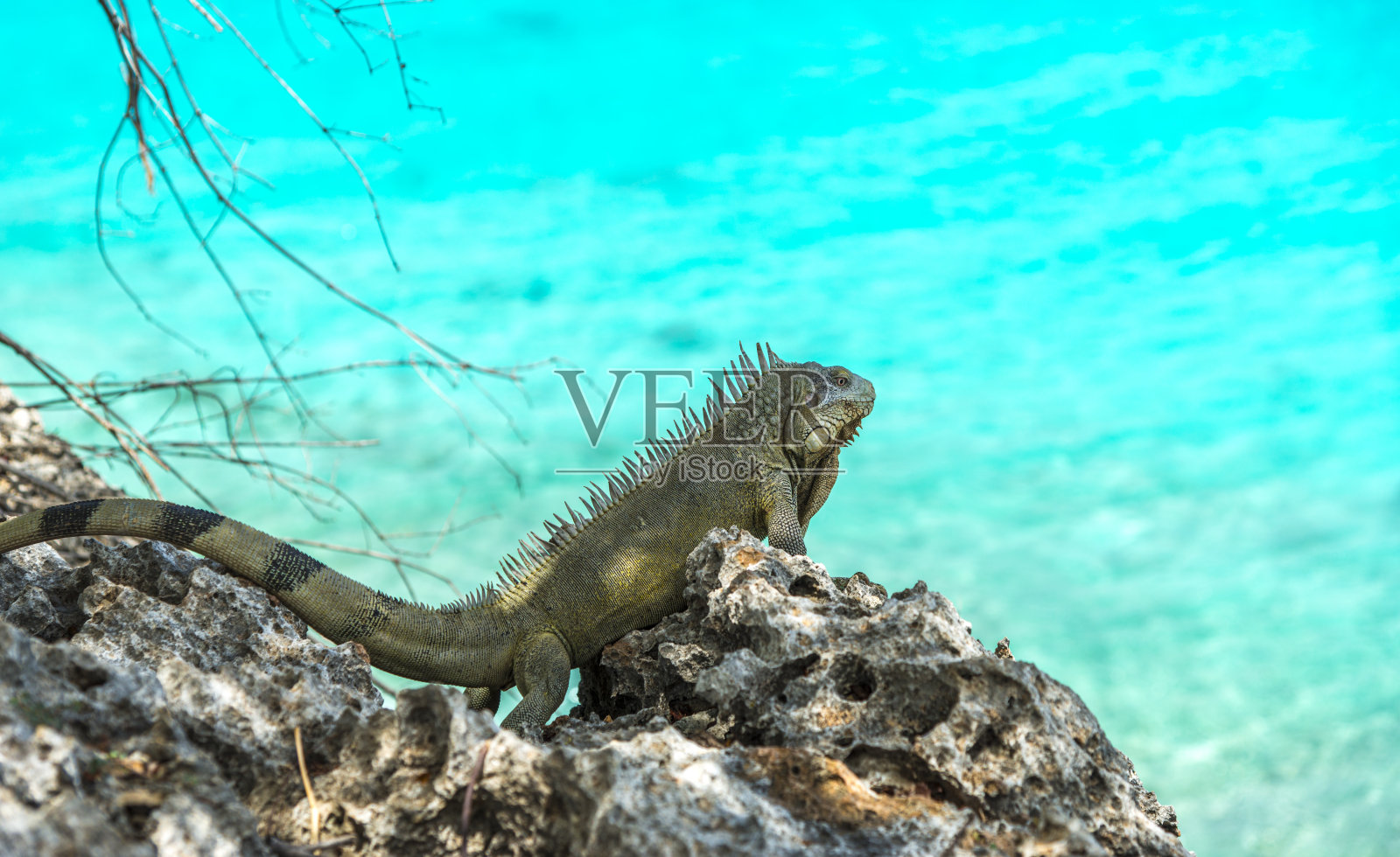 近距离观察加勒比鬣蜥照片摄影图片