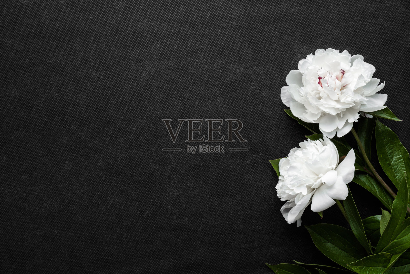 两朵新鲜的白色牡丹花放在深色的桌子背景上。慰问卡片。空的地方，情绪化的文字，引用或语录。特写镜头。自顶向下的观点。照片摄影图片