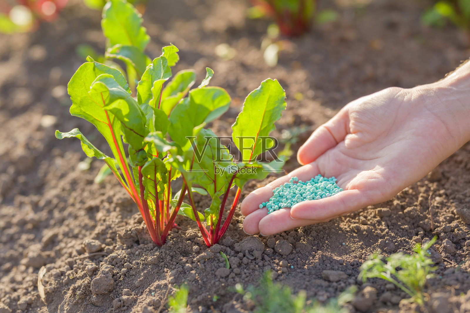 年轻的成年妇女手持用于甜菜的复杂肥料颗粒。特写镜头。蔬菜植物的根部取食。照片摄影图片