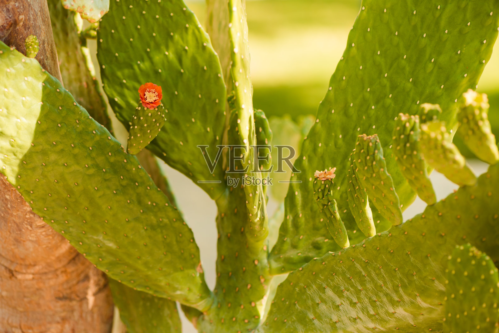 夏日花园阳光下的仙人掌植物照片摄影图片