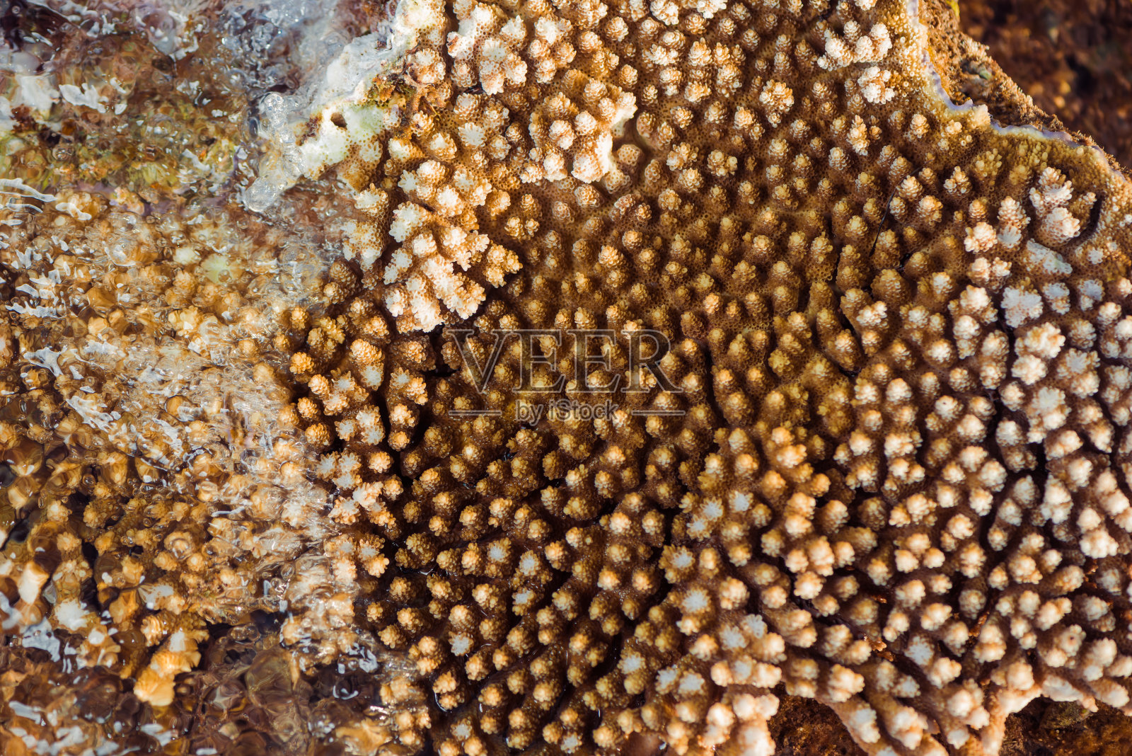 有珊瑚和海藻的海景照片摄影图片