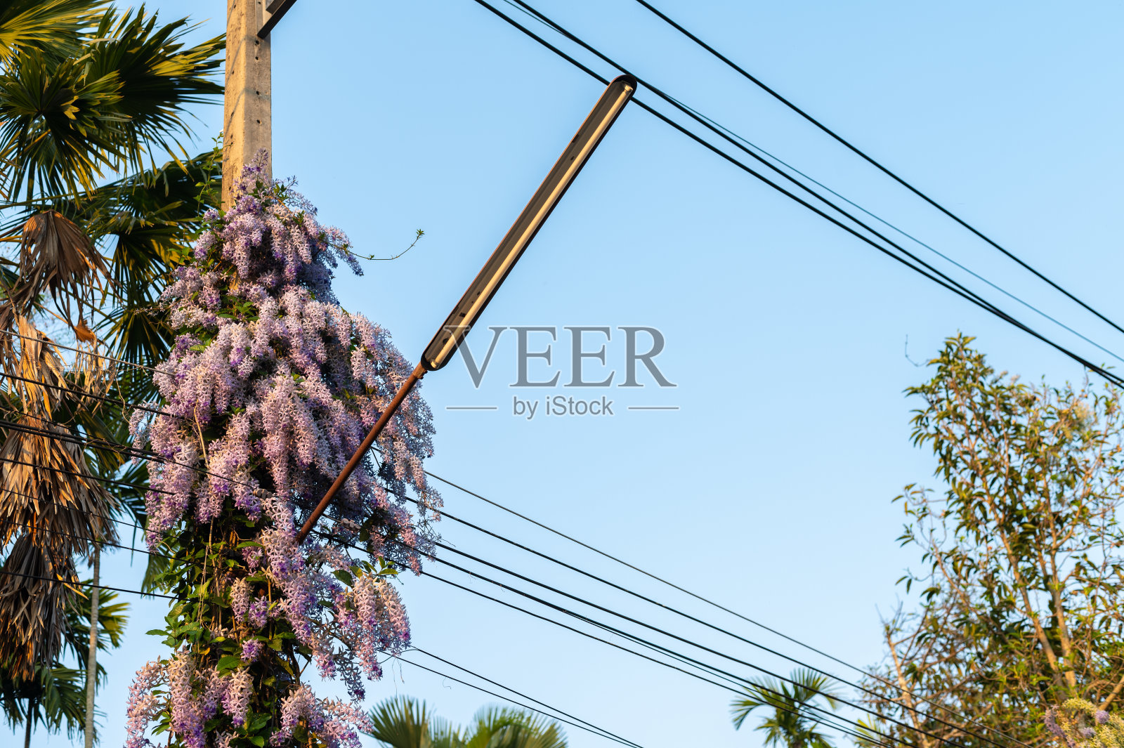 紫色的花圈攀缘生长在电线杆上。照片摄影图片