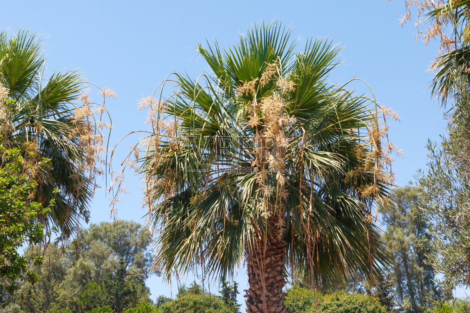 盛开的枣椰树近。粗果棕榈的开花照片摄影图片