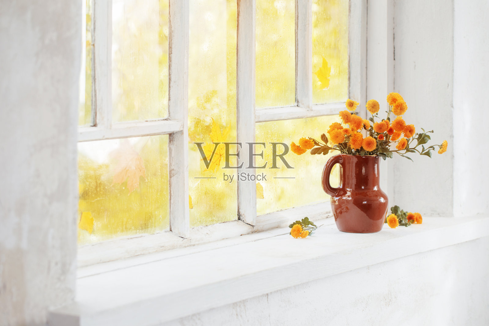 秋日窗台花瓶里的菊花照片摄影图片