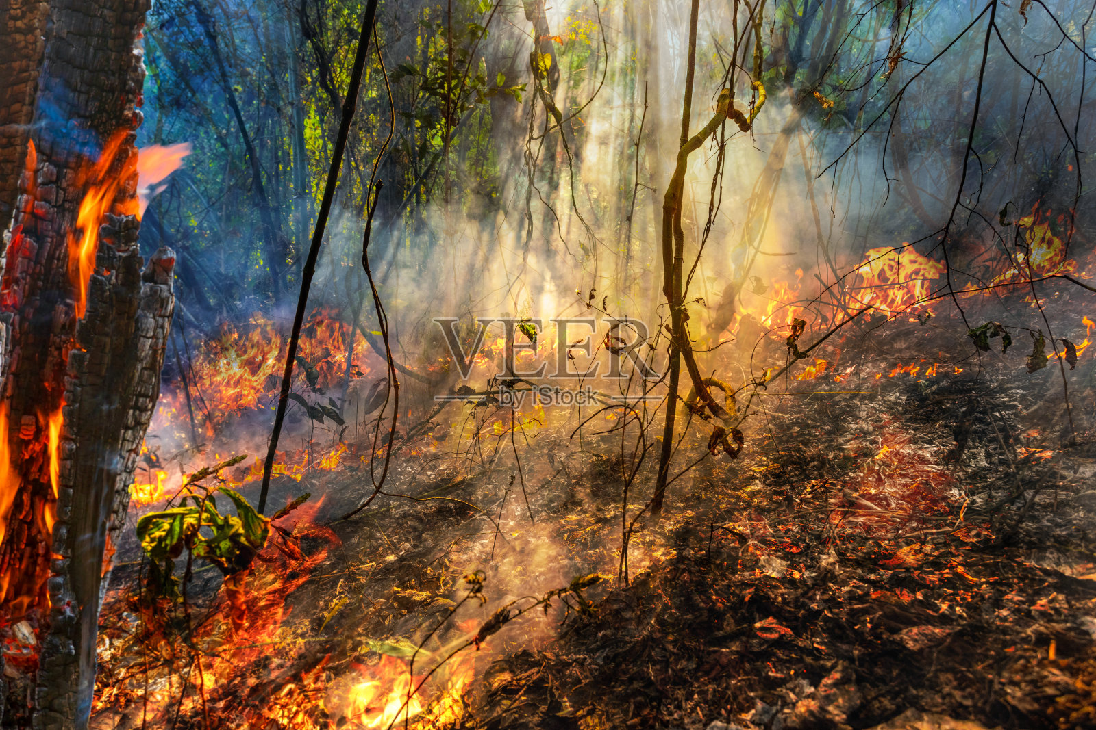 森林火灾是由人类引起的火灾照片摄影图片