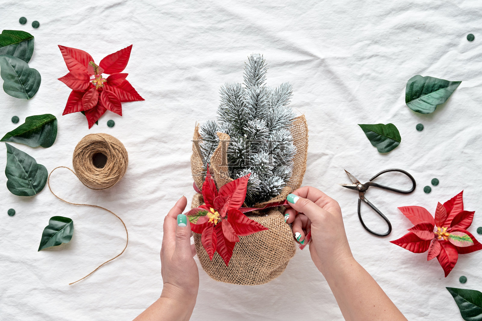 圣诞平铺着一品红，把圣诞树放在麻袋包裹的花盆里放在白色的纺织品背景上。细枝，麻绳，剪刀，红深绿色的一品红叶照片摄影图片