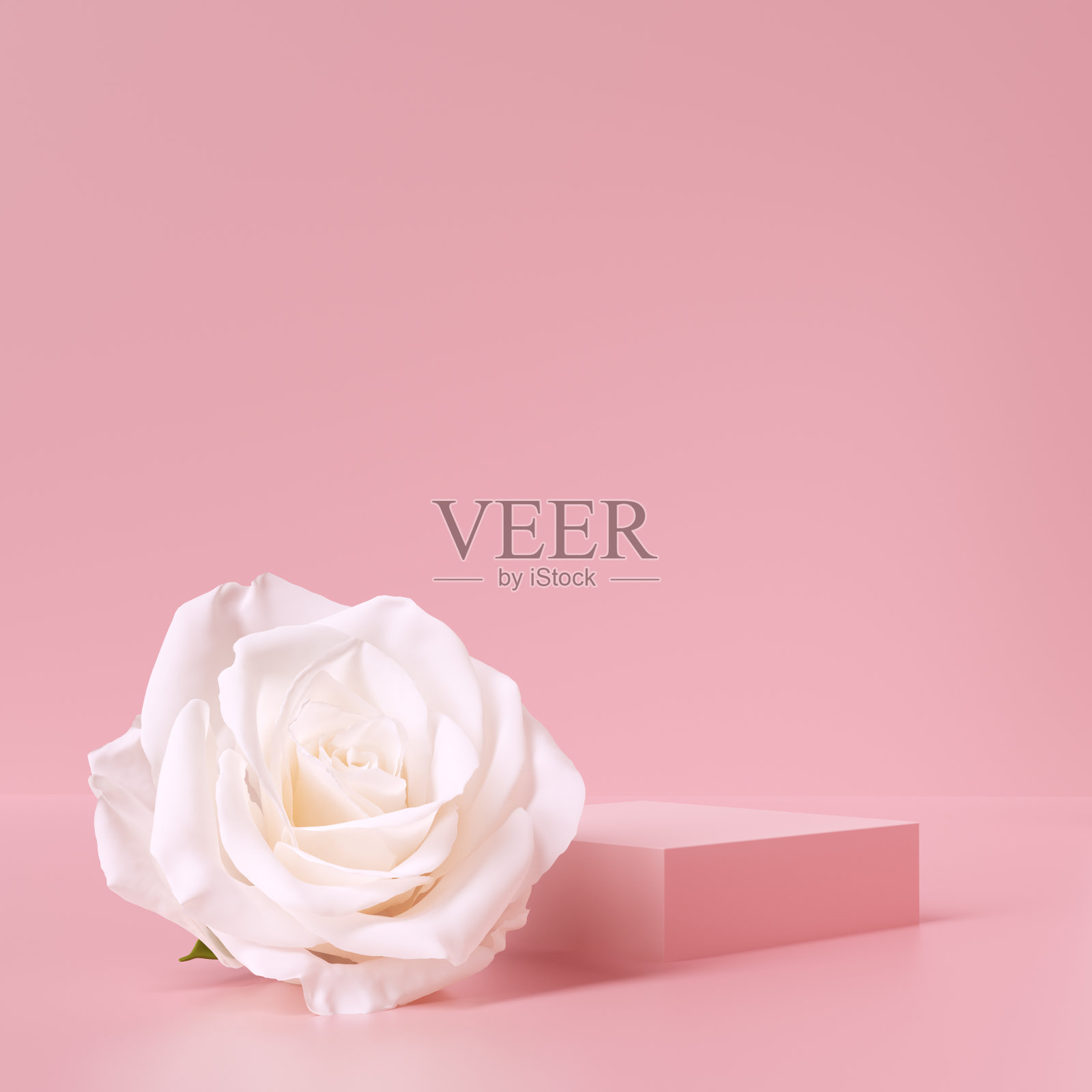 白色美丽的玫瑰花蕾和粉色最小基座化妆品概念模板，产品展示浪漫的3d渲染蜡笔背景，女性销售横幅模型。照片摄影图片