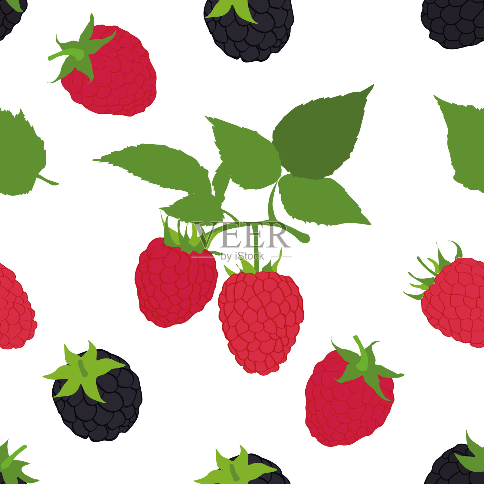 黑莓和覆盆子的叶子孤立在白色的背景。插画图片素材