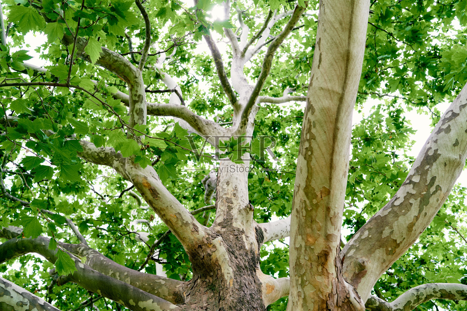 大的蔓生梧桐树。特写镜头照片摄影图片