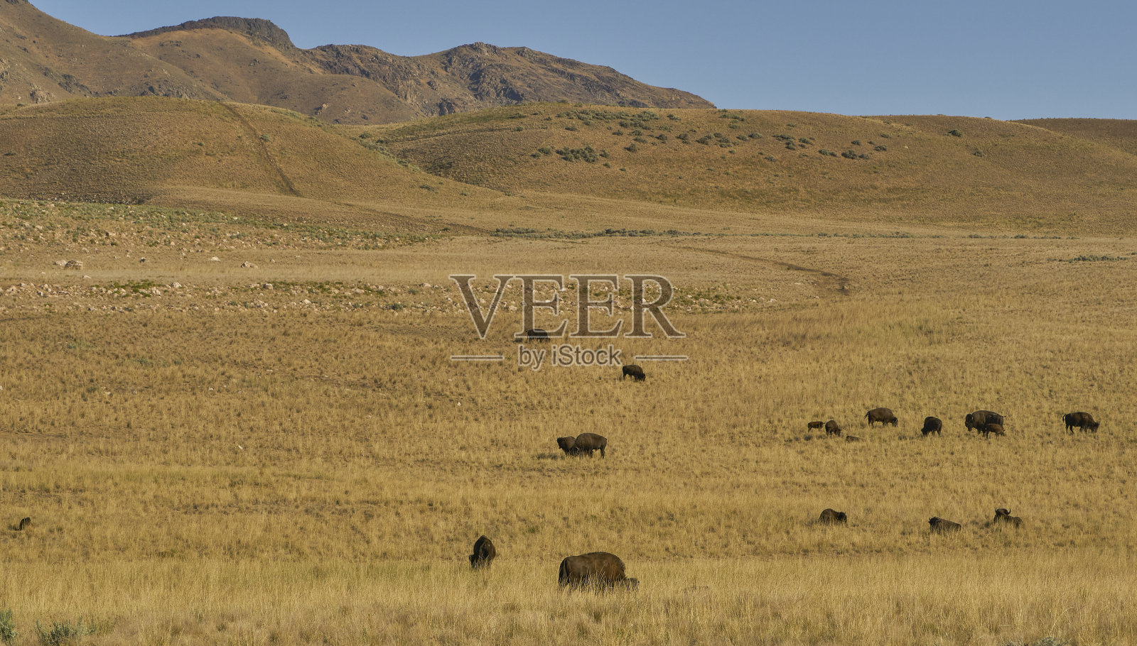 美丽的美洲野牛
美国犹他州盐湖城附近的羚羊岛州立公园照片摄影图片