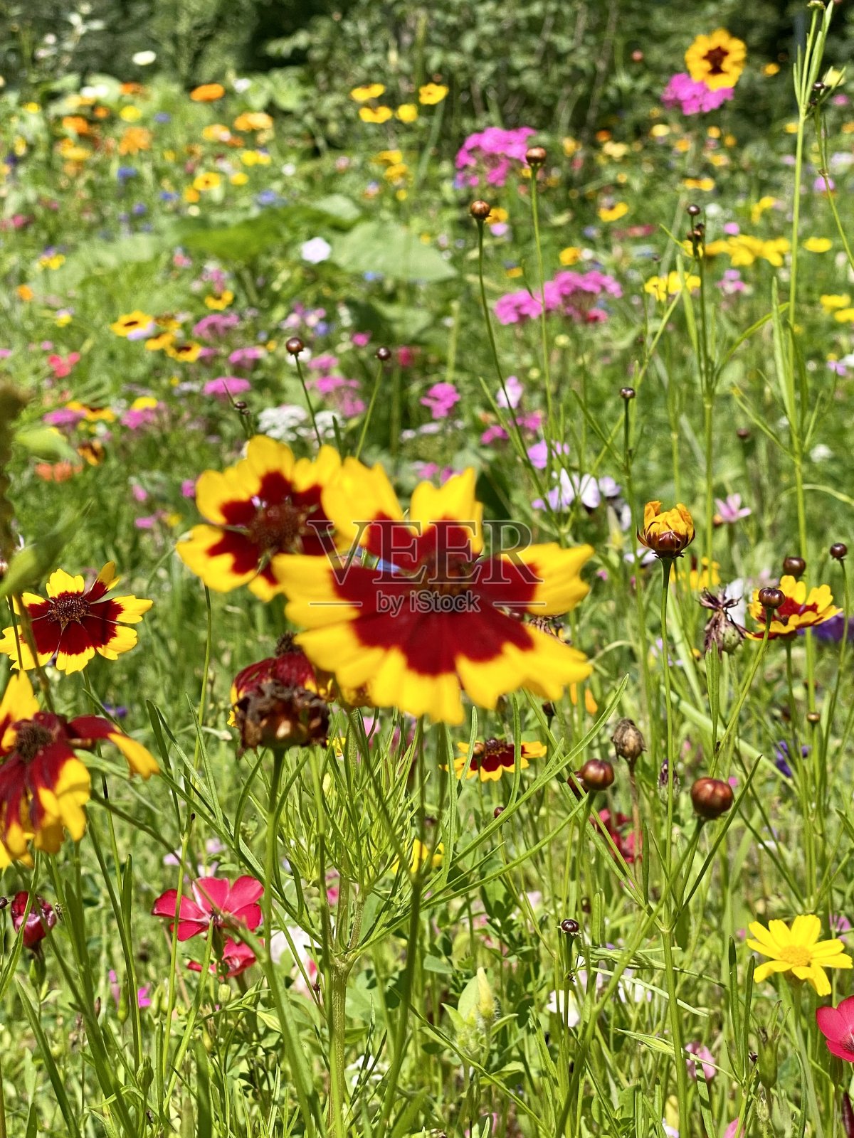 草地上五颜六色的夏日花朵照片摄影图片