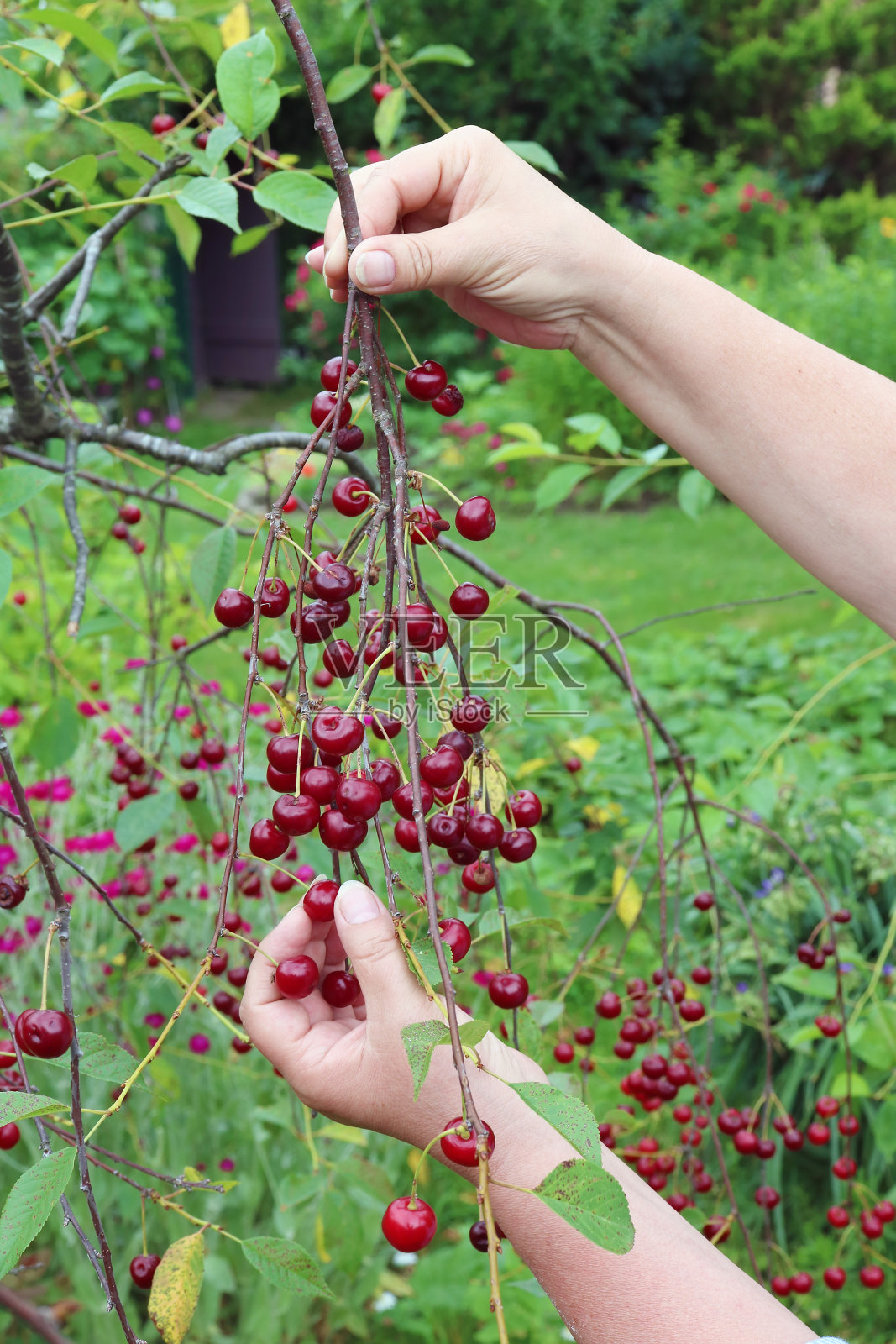 从花园里的树上采摘又红又甜的成熟樱桃照片摄影图片