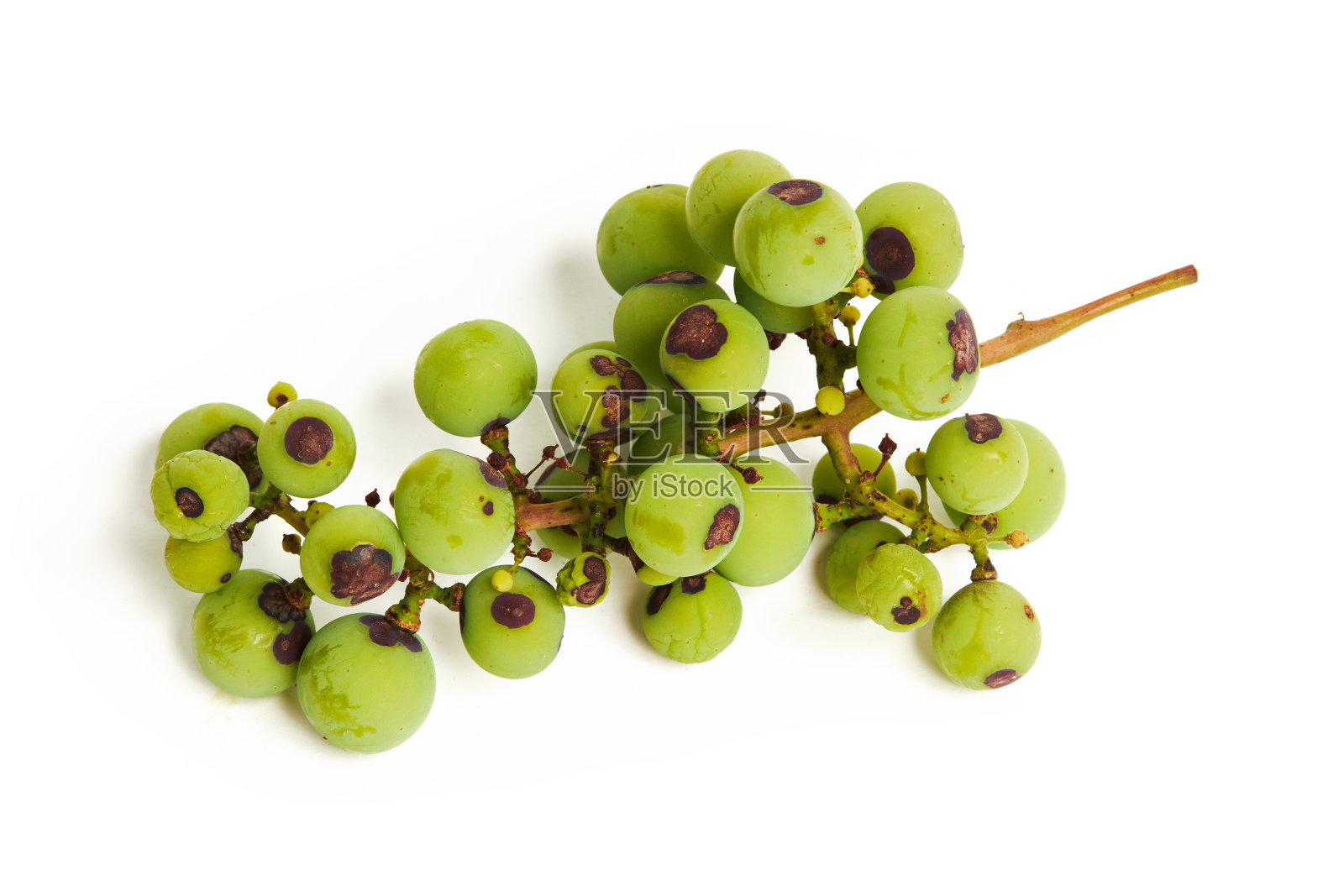 炭疽病的症状是在葡萄的浆果上长出黑色斑点，孤立在白色的葡萄上。照片摄影图片