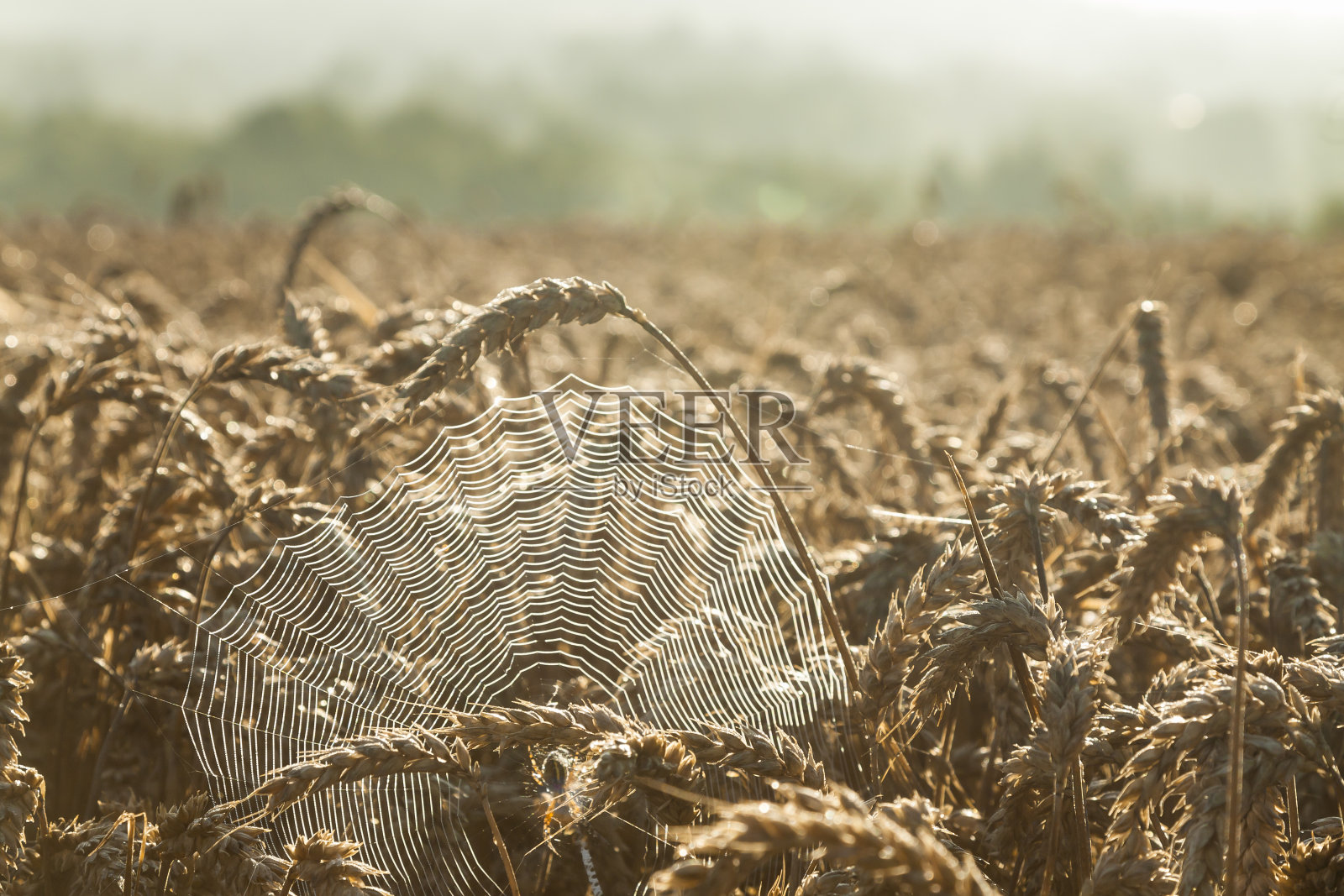 小麦穗之间的蜘蛛网照片摄影图片