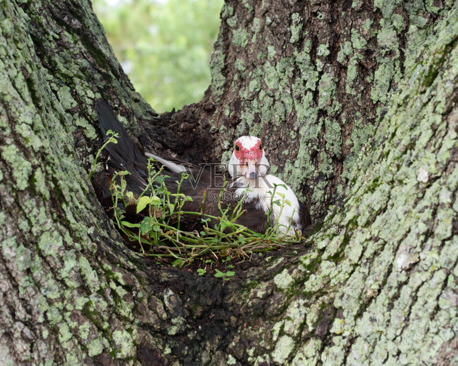 树上筑巢的番鸭照片摄影图片