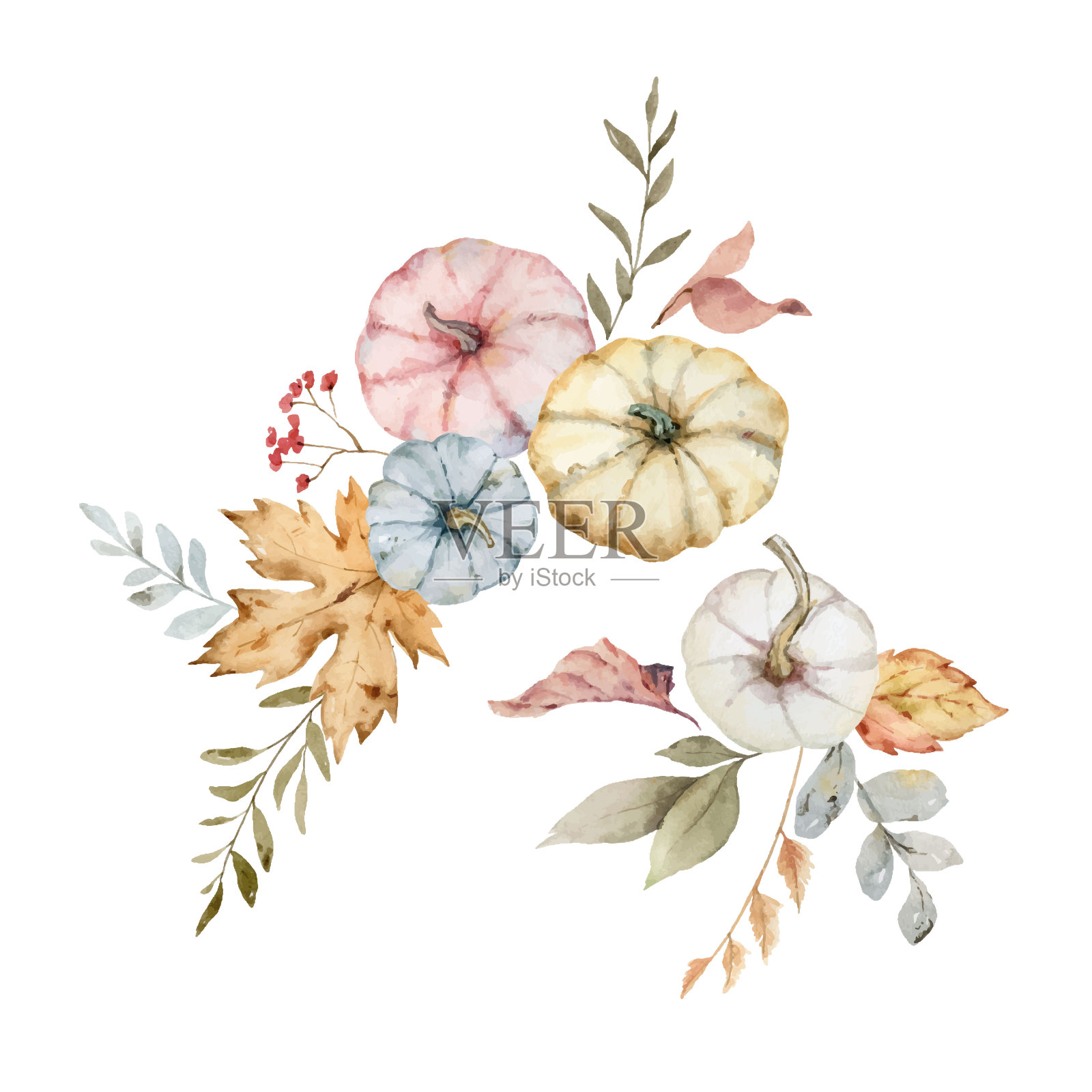 感恩节的水彩向量明信片，用彩色南瓜，秋天的树枝和树叶孤立在白色背景上的问候安排。插画图片素材